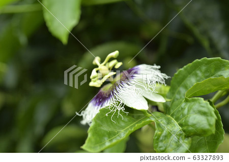 Passion fruit flower 63327893