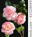 Camellia flower 63328049