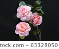 Camellia flower 63328050