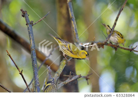 黃雀( Spinus spinus) 63328864