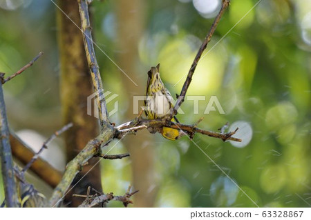 黃雀( Spinus spinus) 63328867