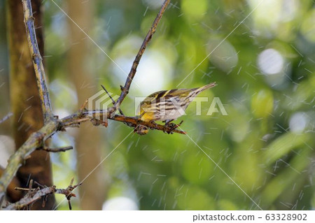 黃雀( Spinus spinus) 63328902