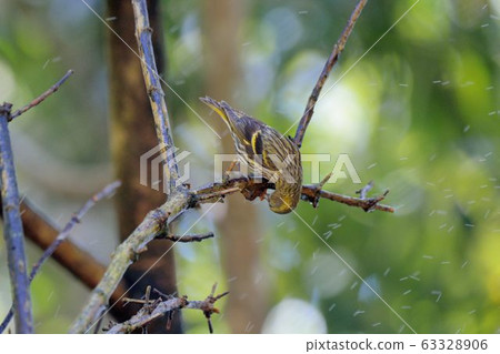 黃雀( Spinus spinus) 63328906