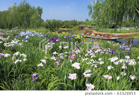[Chiba Prefecture] Sahara Ayame Festival in fine weather 63328953