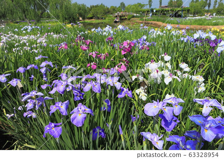 [Chiba Prefecture] Sahara Ayame Festival in fine weather 63328954
