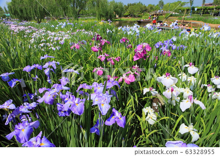 [Chiba Prefecture] Sahara Ayame Festival in fine weather 63328955