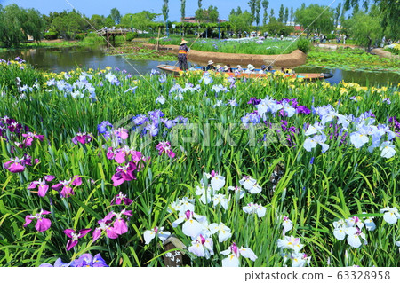 [Chiba Prefecture] Sahara Ayame Festival in fine weather 63328958