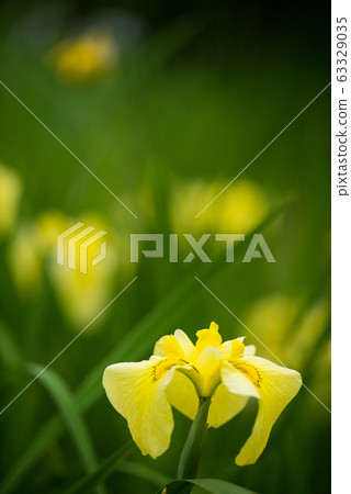 Flower shovel Flower shovel 63329035