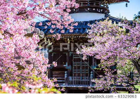 [京都府]千代寺寺保藤川津櫻 63329063