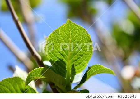Hydrangea Young Leaf Hydrangea Young Leaf 63329545