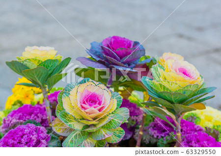 Flower cabbage Flower cabbage 63329550