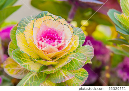 Flower cabbage 63329551