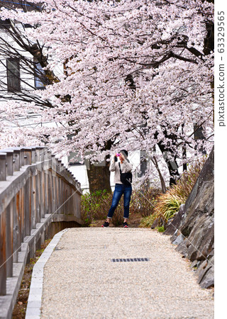 山梨縣甲府城櫻花（舞鶴城公園） 63329565