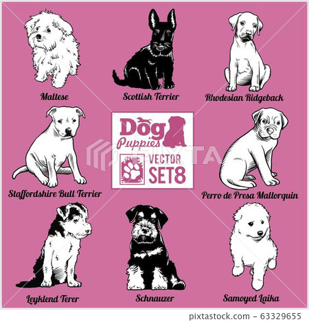 Dog Puppies - Vector set. Funny dogs puppy pet characters different breads doggy. 63329655