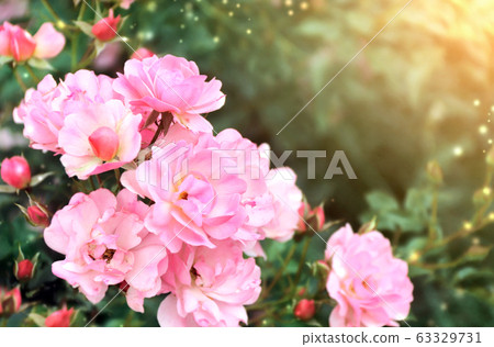 Beautiful scene with rose flowers and magical 63329731