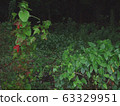 Autumn leaves ivy _02 63329951