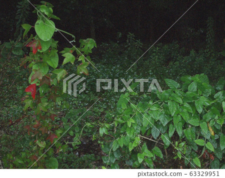 Autumn leaves ivy _02 63329951