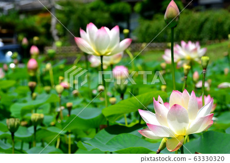 里山蓮花盛開的夏花 63330320