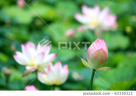 里山蓮花盛開的夏花 63330321