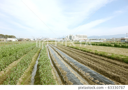 Field Field 63330787