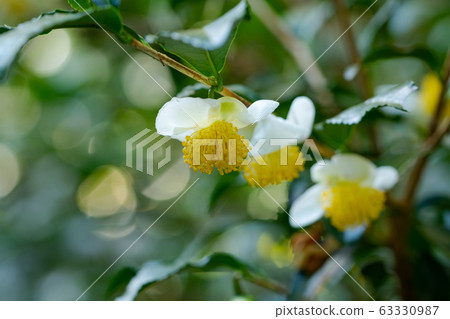 茶花 63330987