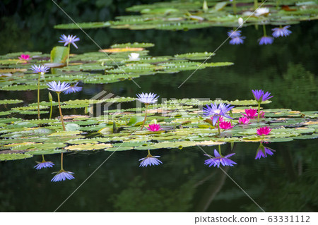 Kitagawa Village Monet's Garden Marmottan Water Lily 63331112