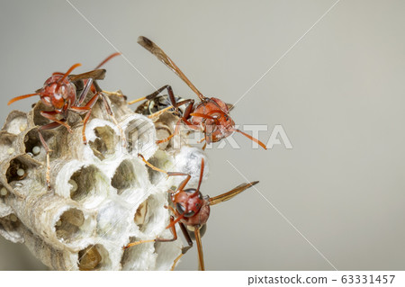 Image of Common Paper Wasp / Ropalidia fasciata Image of Common Paper Wasp / Ropalidia fasciata 63331457