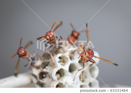 Image of Common Paper Wasp / Ropalidia fasciata 63331464