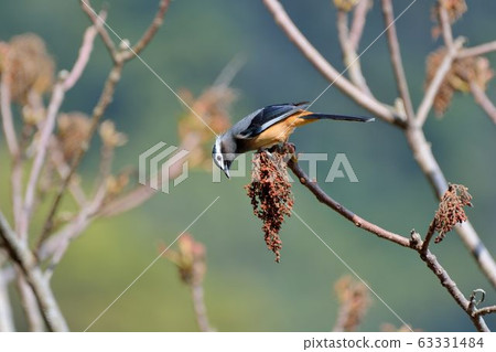 White-eared Thrush (Heterophasia auricularis) White-eared Thrush (Heterophasia auricularis) 63331484