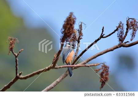 白耳畫眉鳥(Heterophasia auricularis) 63331566