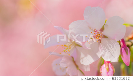 櫻花16：9 63331652