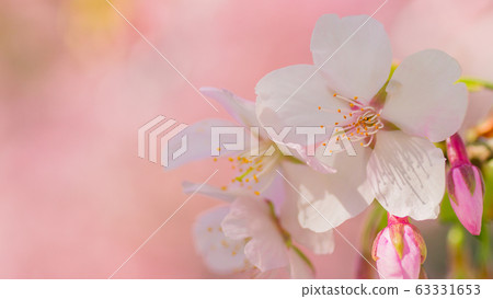 Sakura 16: 9 Sakura 16: 9 63331653