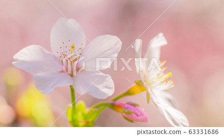 Sakura 16: 9 Sakura 16: 9 63331686