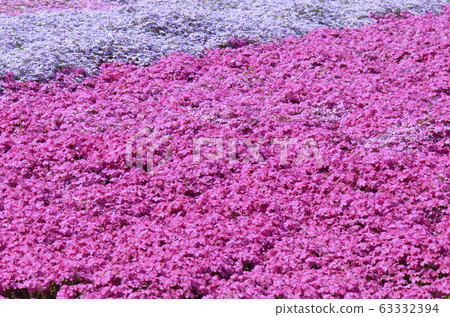 地面粉紅色 地面粉紅色 63332394