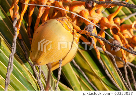 Yellow unripe coconuts over palm leaves, close-up 63333037
