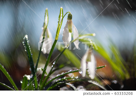Close first spring flowers snowdrops with rain 63333208