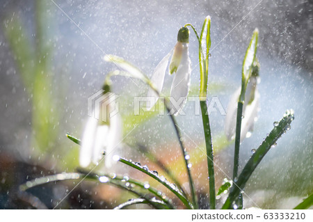 Close first spring flowers snowdrops with rain 63333210
