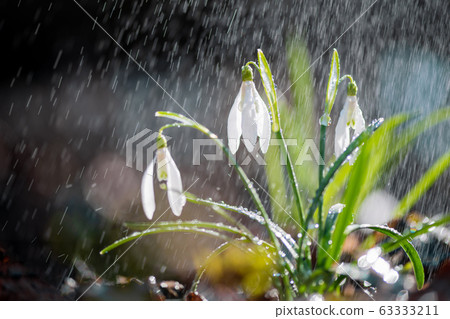Close first spring flowers snowdrops with rain 63333211