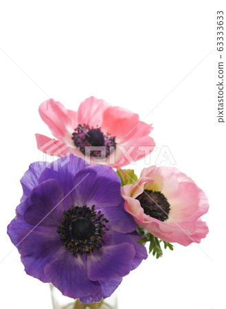 Anemones Anemones 63333633