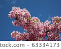 河津櫻花樹在藍藍的天空 63334173