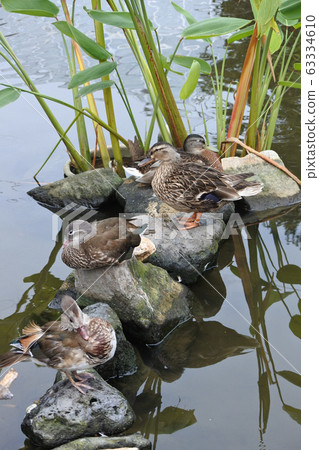 Females of mandarin duck and mallard duck Females of mandarin duck and mallard duck 63334610
