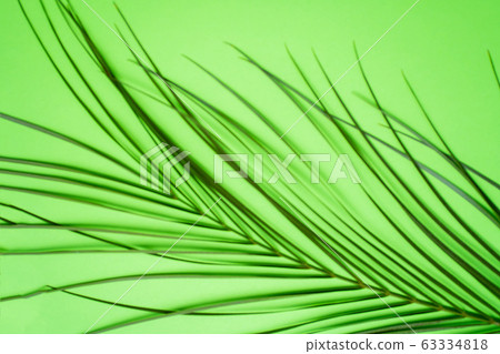 Tropical palm leaves on green background Tropical palm leaves on green background 63334818