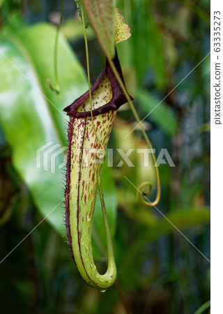 Ugubon Kuzura 63335273