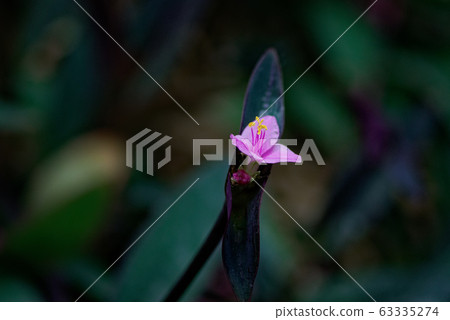 Murasakigoten flowers 63335274