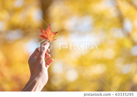 Selective hand holding maple leaf on colorful maple leaves nature background in autumn season with copy space Selective hand holding maple leaf on colorful maple leaves nature background in autumn season with copy space 63335295