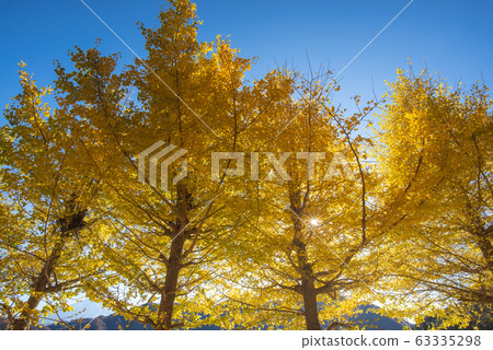 Beautiful yellow ginko leaves in autumn with blue sky background 63335298