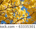 Beautiful yellow ginko leaves in autumn with blue sky background 63335301