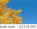 Beautiful yellow ginko leaves in autumn with blue sky background 63335302
