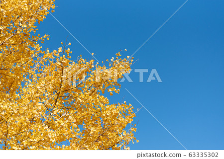Beautiful yellow ginko leaves in autumn with blue sky background 63335302