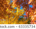 Colorful maple leaves autumn season on nature background 63335734